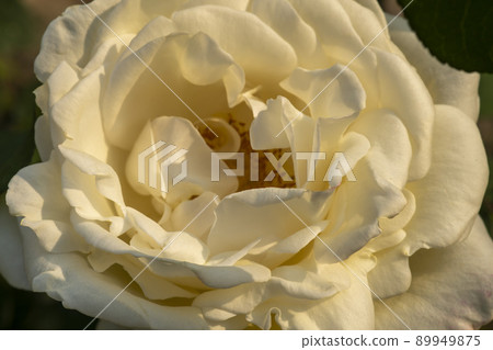 rose 89949875