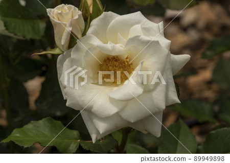 rose rose 89949898