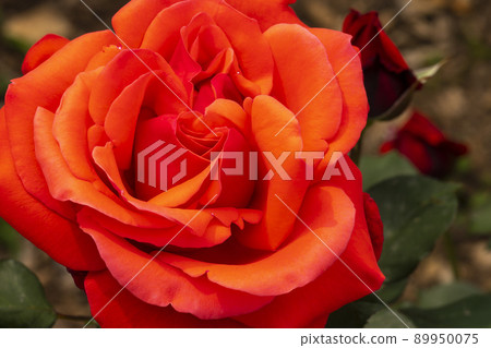 rose 89950075