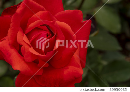 玫瑰 89950085