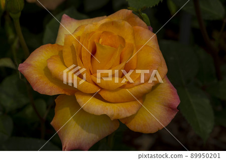 玫瑰 玫瑰 89950201