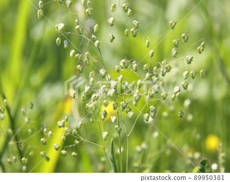 雄鹿甲蟲 89950381