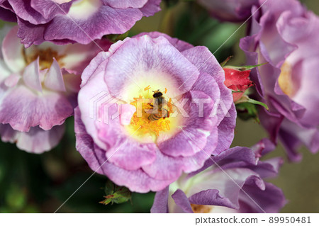 燦爛的玫瑰花 89950481