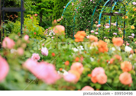 Brilliant rose flower Brilliant rose flower 89950496