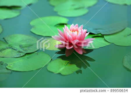 睡蓮 89950634