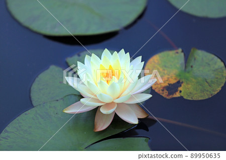 睡蓮 睡蓮 89950635