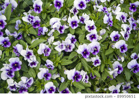 Flower Flower 89950651