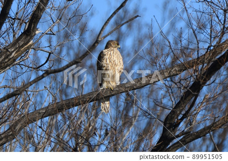 Goshawk young bird staying on a branch 89951505