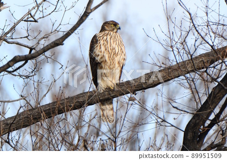 Goshawk young bird staying on a branch 89951509