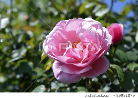 Roses that have begun to bloom. Bowbells. blue sky. Flower, rose image material. background. in May Roses that have begun to bloom. Bowbells. blue sky. Flower, rose image material. background. in May 89951879