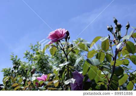 Roses that have begun to bloom. Bowbells. blue sky. Flower, rose image material. background. in May Roses that have begun to bloom. Bowbells. blue sky. Flower, rose image material. background. in May 89951886