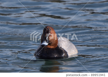 Hoshidaro swimming in the water Hoshidaro swimming in the water 89951941