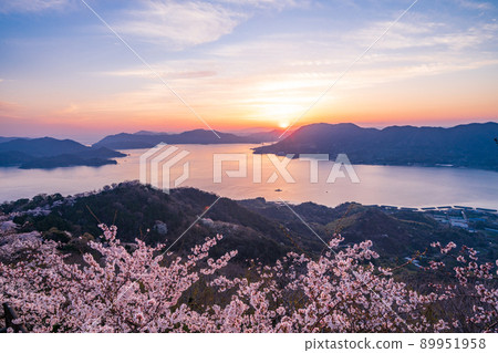 Setouchi Shimanami Kaido / Iwagi Island Sekizenyama 3,000 cherry blossoms (Tatara Bridge behind) Evening view Setouchi Shimanami Kaido / Iwagi Island Sekizenyama 3,000 cherry blossoms (Tatara Bridge behind) Evening view 89951958