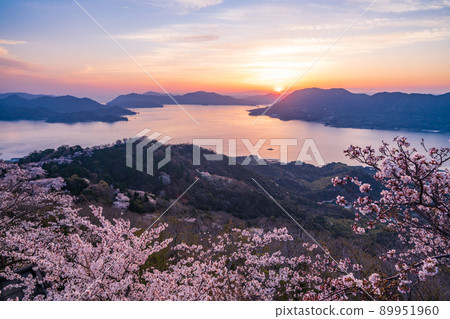 Setouchi Shimanami Kaido / Iwagi Island Sekizenyama 3,000 cherry blossoms (Tatara Bridge behind) Evening view 89951960