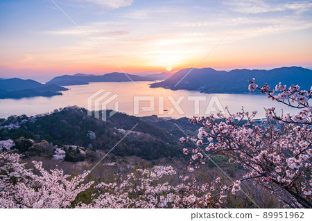 Setouchi Shimanami Kaido / Iwagi Island Sekizenyama 3,000 cherry blossoms (Tatara Bridge behind) Evening view 89951962
