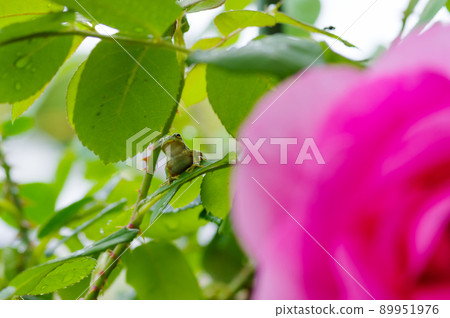 Frog riding on a rose leaf Frog riding on a rose leaf 89951976