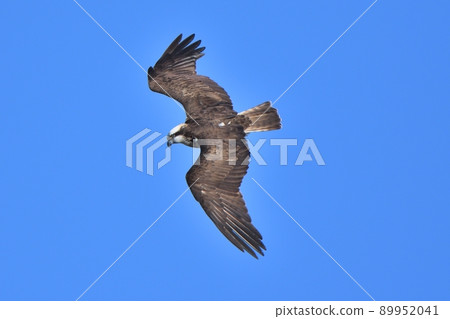 魚鷹在藍天飛翔 89952041