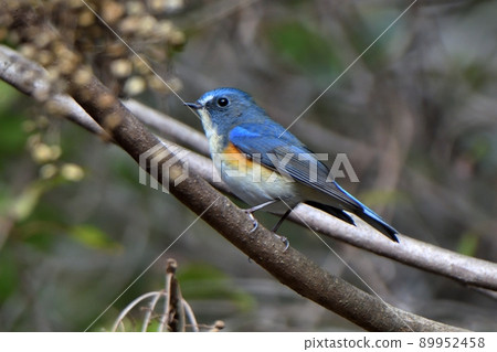 Male red-flanked bluetail staying on a tree branch Male red-flanked bluetail staying on a tree branch 89952458