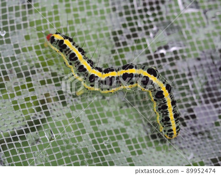 Up of larvae of Helicoverpa armigera Up of larvae of Helicoverpa armigera 89952474