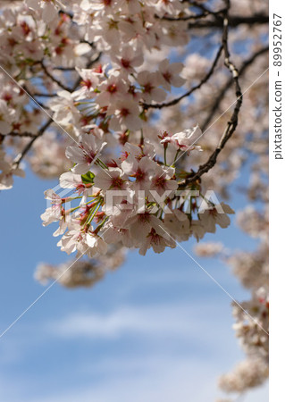 櫻花盛開 89952767