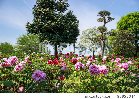 東松山牡丹園牡丹節風光 89953014