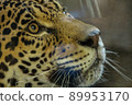 Leopard looking up 89953170