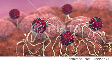 Microscopic closeup of growing mildew - 3d illustration Microscopic closeup of growing mildew - 3d illustration 89953374