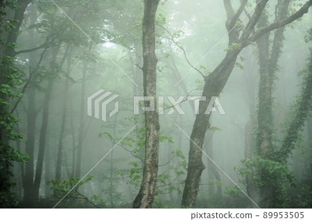 在迷霧籠罩的可疑森林中 89953505