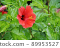 紅芙蓉 89953527