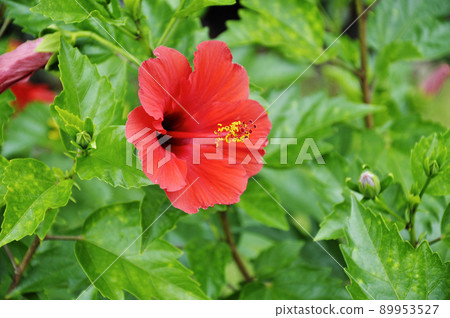 紅芙蓉 89953527