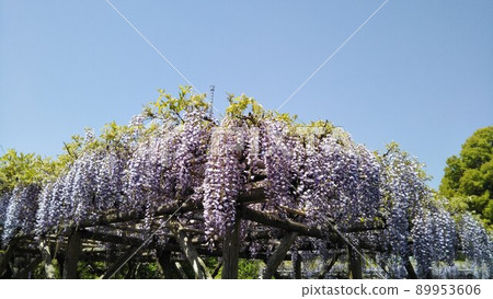 Wisteria trellis 89953606