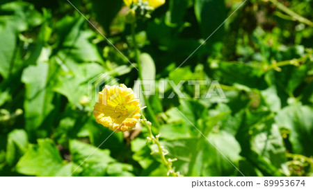 Loofah and loofah flowers 89953674