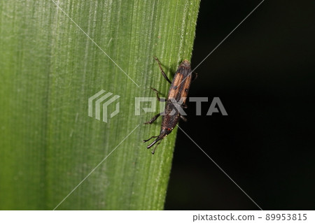 Creatures, insects, maize weevil, about 4 mm in size. A dull, slender body is hard to see Creatures, insects, maize weevil, about 4 mm in size. A dull, slender body is hard to see 89953815