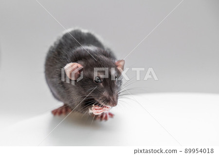 Domestic black dumbo rat sits and eats food on a spruce background. The concept of pets. 89954018
