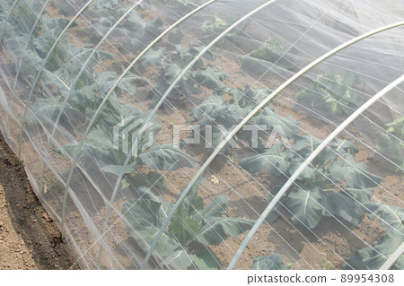 Crop, agriculture, land, crop, nature, field, grain, harvest, plant, vegetable garden, kitchen garden, soil, cultivation Crop, agriculture, land, crop, nature, field, grain, harvest, plant, vegetable garden, kitchen garden, soil, cultivation 89954308