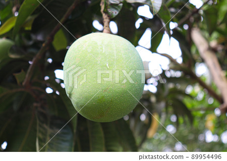 green raw mango on tree in the farm green raw mango on tree in the farm 89954496