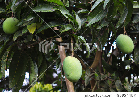 green raw mango on tree in the farm green raw mango on tree in the farm 89954497