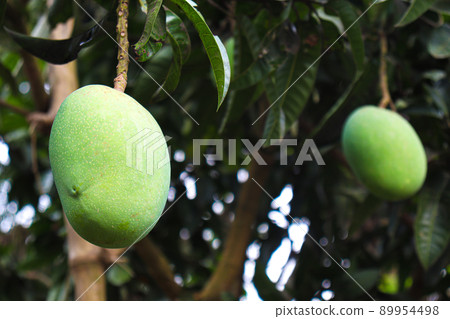 green raw mango on tree in the farm green raw mango on tree in the farm 89954498
