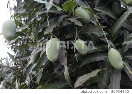 green raw mango on tree in the farm green raw mango on tree in the farm 89954500