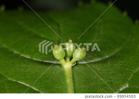 天然植物 Helwingia japonica，葉子上的果實。正常情況下，一片葉子結一個果子，但這太貪心了…… 89954503