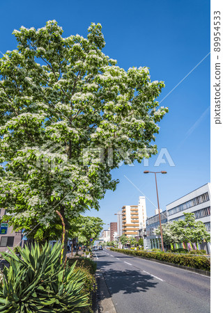Trees of Chionanthus retusus Trees of Chionanthus retusus 89954533