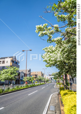 Trees of Chionanthus retusus 89954537