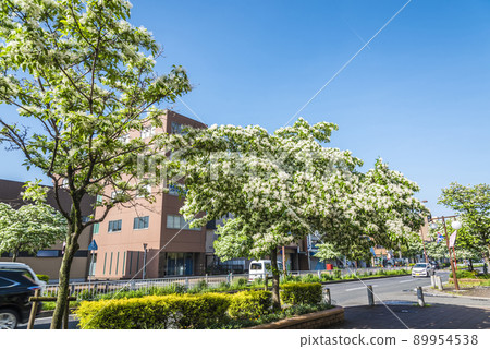 Trees of Chionanthus retusus 89954538