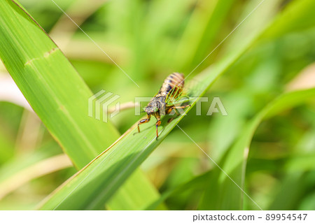 Iwasaki X-Semi 89954547