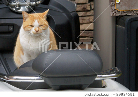 You 10 years ago ⑨ Local cat occupying the seat You 10 years ago ⑨ Local cat occupying the seat 89954591