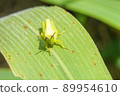 Beard Locust 89954610