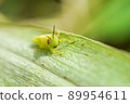 Beard Locust 89954611