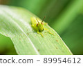 Beard Locust 89954612