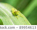 Beard Locust 89954613