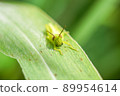 Beard Locust 89954614